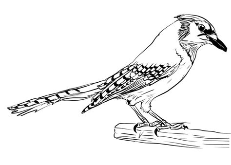 Little Blue Jay Coloring Page Free Printable Coloring Pages For Kids