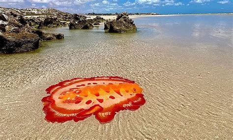 Incredible Moment A Spanish Dancer Is Spotted Off The Coast Of