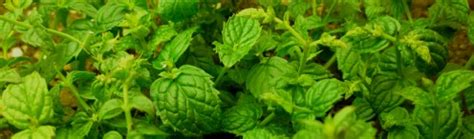 Ready to learn more about how to identify garden pests? Mint Pests - Identification and Removal | Dengarden