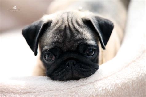 Silber Mops Zucht. Mops Welpen in Silber. Pug , Carlin ...