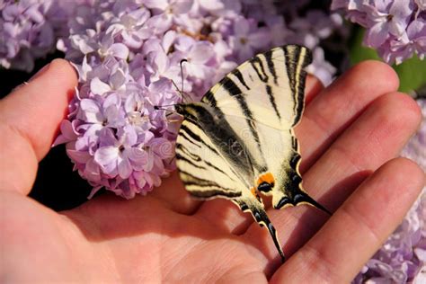 Farfalla Orientale Di Coda Di Rondine Della Tigre In Primavera In