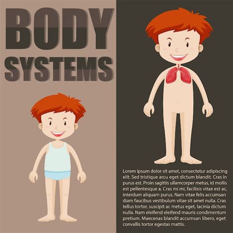 Free Vector Infographic Template Of Boy And Body System