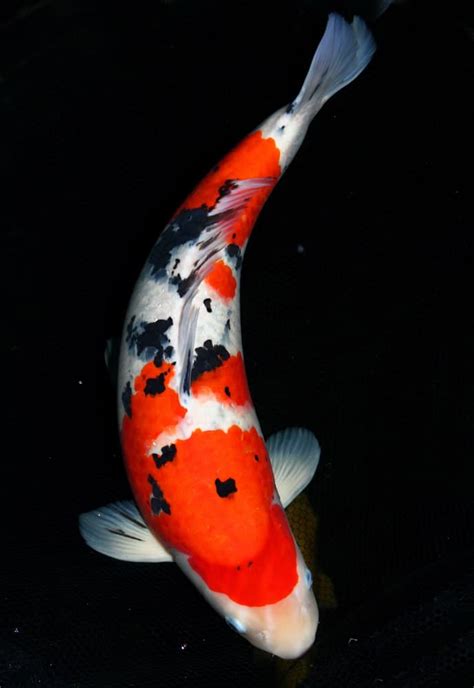 White Spots On Koi Fish