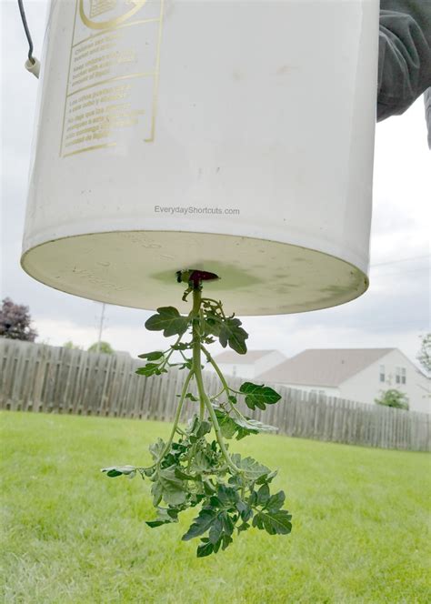 How To Grow Tomatoes In 5 Gallon Buckets Everyday Shortcuts