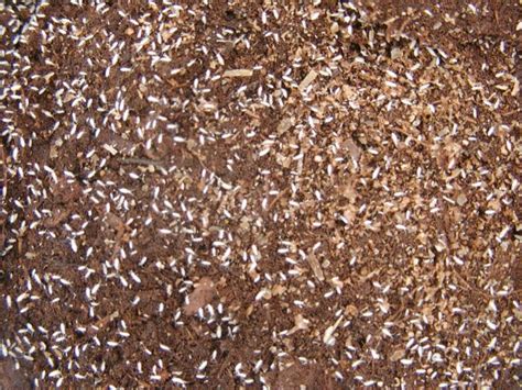 Want to learn about houseplant bugs? How to Get Rid of Tiny White Bugs in Soil - Sumo Gardener