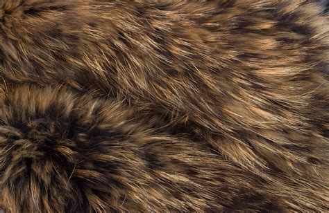 Free Photo Fur Adorable Animal Cute Free Download Jooinn