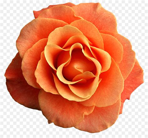 Flower Orange Blossom Clip Art Flower Png Download Free