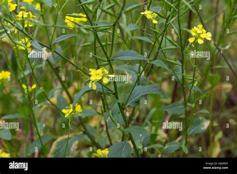 Acker Senf Ackersenf Sinapis Arvensis Field Mustard Wild Mustard