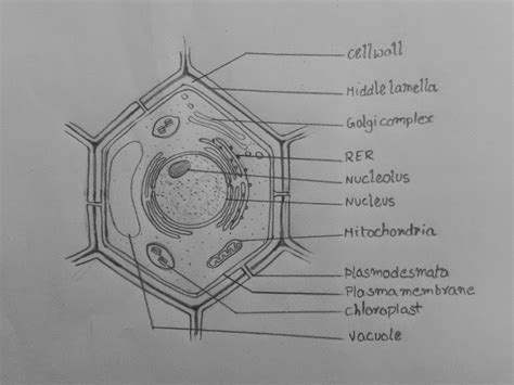 Draw It Neat How To Draw Plant Cell