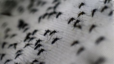 Dengue Modified Mosquitoes Reduce Cases By 77 In Indonesia Experiment