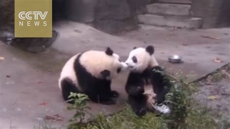 The Cutest Panda Kiss You Will Ever See Youtube