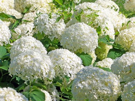 Free Images Blossom White Flower Floral Bush Produce Fresh