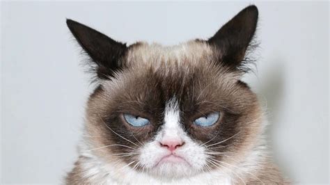 Grumpy Cat Funny Cat Memes Funny Cat Videos Funny Cats Grumpy Cats
