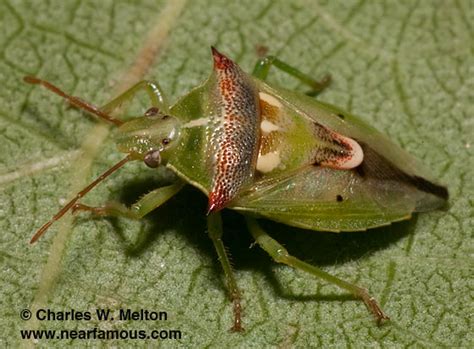 Predatory Stink Bug Tylospilus Acutissimus Bugguidenet