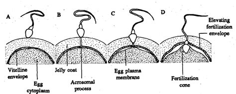 The Fertilisation Cone Which Pulls The Sperm Into The Egg Is Formed From