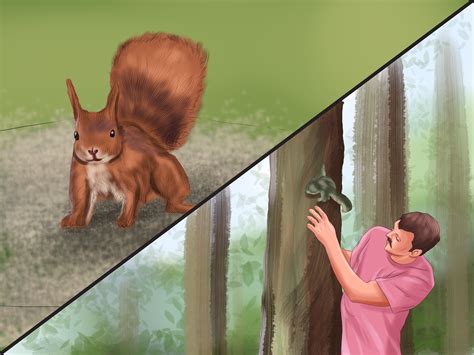 If you reside in an area that is full of trees, then chances of existence of squirrels is high. 4 Ways to Take Care of a Wild Squirrel - wikiHow