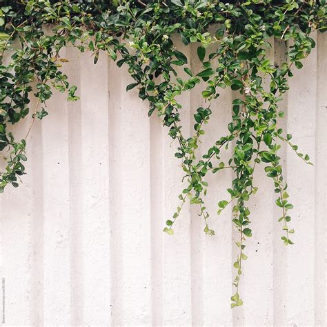 Green Plants Hanging Over A White Wall By Stocksy Contributor Simone