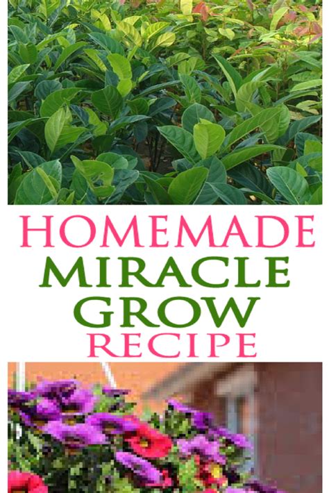 4 Ingredient Homemade Miracle Grow Recipe Gardenlovin Miracle Grow