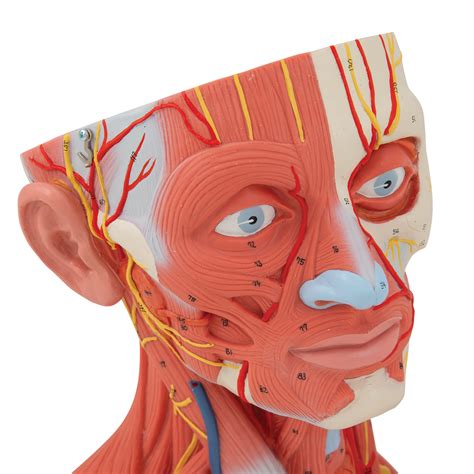 Anatomical Teaching Models Plastic Anatomy Models Head And Neck