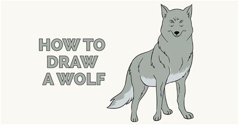 How To Draw A Wolf Step By Step