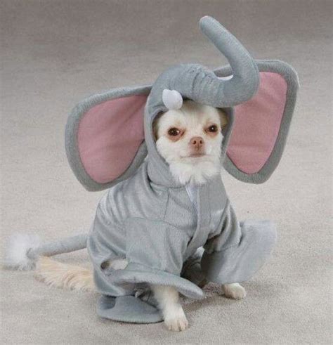 Chihuahua Halloween Costume Funny Animal Photos Animal Pictures Funny
