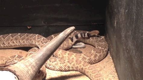 If there is a wide abundance of food, then there may be very few a male rattlesnake will follow the female's scent trail to find a mate, traveling far out of its usual territory. Rattlesnake Giving Birth - YouTube
