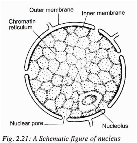 Animal Cell Nucleus And Its Function Pabitras