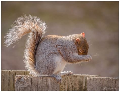 Praying Squirrel Jeff Rosenberg Flickr