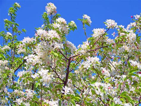 Spring Blossoms Free Stock Photo Public Domain Pictures