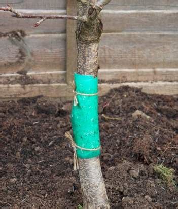 Coat the top and bottom surfaces of the foliage, as well as other problem areas, of the fruit trees. How to plant, grow and care for fruit trees - Jackson's ...
