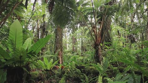 VIDEO: Keauohana Native Rainforest Restoration Update