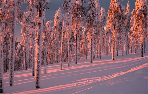 Wallpaper Winter Forest Snow Trees Finland Finland