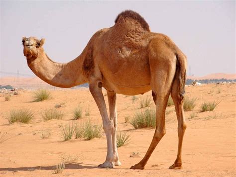 Fascinating Facts About Dromedary Camels Animal Encyclopedia