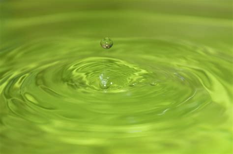 무료 이미지 하락 이슬 액체 꽃잎 녹색 반사 똑똑 떨어지는 물방울 소리 원 수분 매크로 사진 식물 줄기