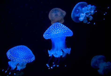 White Spotted Jellyfish Invertebrates Aquarium Exhibitions