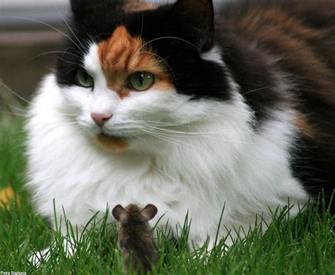 What Would Tom And Jerry Think Of This Game Of Cat And Mouse Daily