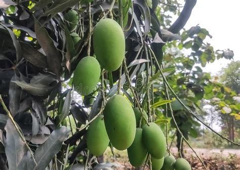 Beautiful Image Of Unripe Mango Fruits Hanging A Tree In A Garden India