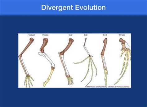 Divergent Evolution on FlowVella - Presentation Software for Mac iPad
