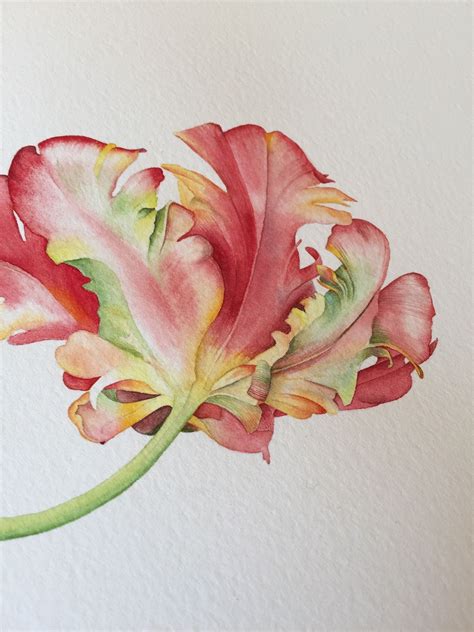 Parrot Tulip Watercolor Illustration On Behance Watercolor Tulips