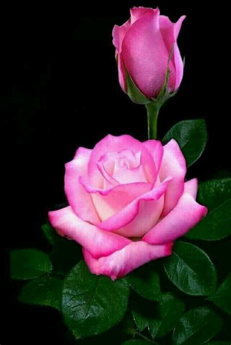 Bonitas Rosas Imagenes De Flores Hermosas