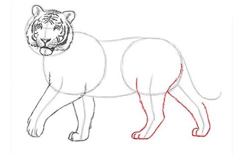 Tiger Drawing Easy Method Lavinia Hyland