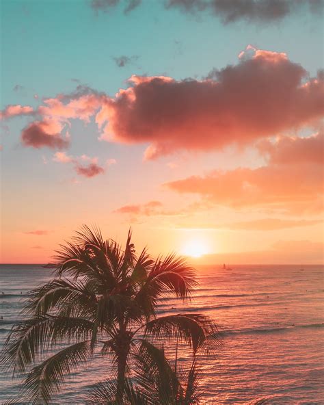Palm Tree Near Body Of Water During Sunset · Free Stock Photo