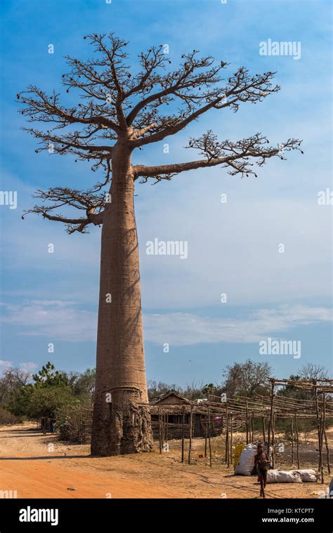 A Giant Baobab Tree Adansonia Grandidieri At The Avenue Of Baobabs