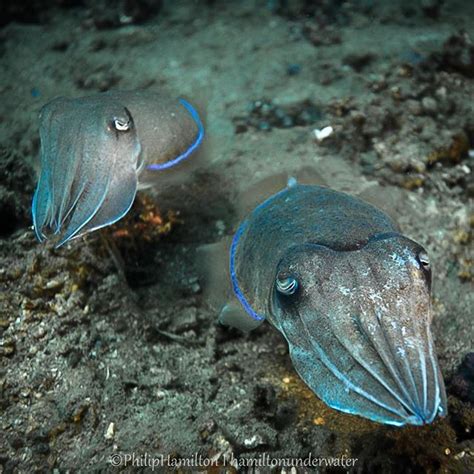 Ocean Dwellers Molluscs Cuttlefish The Most Intelligent