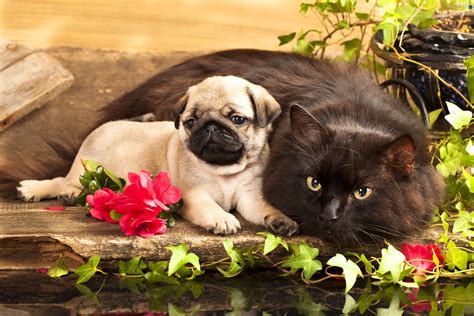 We did not find results for: Puppy, Flowers, cat - Dogs wallpapers: 2800x1867