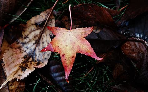 Free Download Falling In The Autumn Maple Leaf Falling Autumn