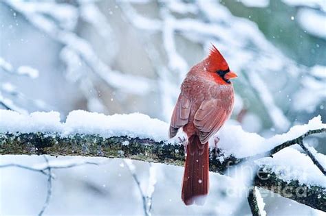 Cardinal Winter Scene By Rachel Morrison Winter Scenes Winter