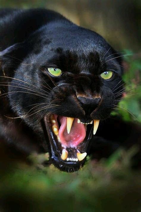 Join facebook to connect with jata negara and others you may know. PANTERA NEGRA como animal de poder es el guía de las almas ...