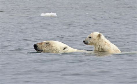 Cool How Far Can Polar Bears Swim Without Stopping 2022