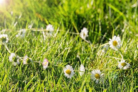 Best Daisy Chain Stock Photos Pictures And Royalty Free Images Istock